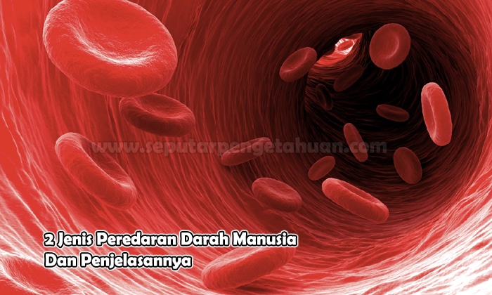 Sistem peredaran darah pada manusia terbagi dua yaitu