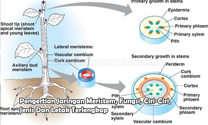 Ciri struktur lateral